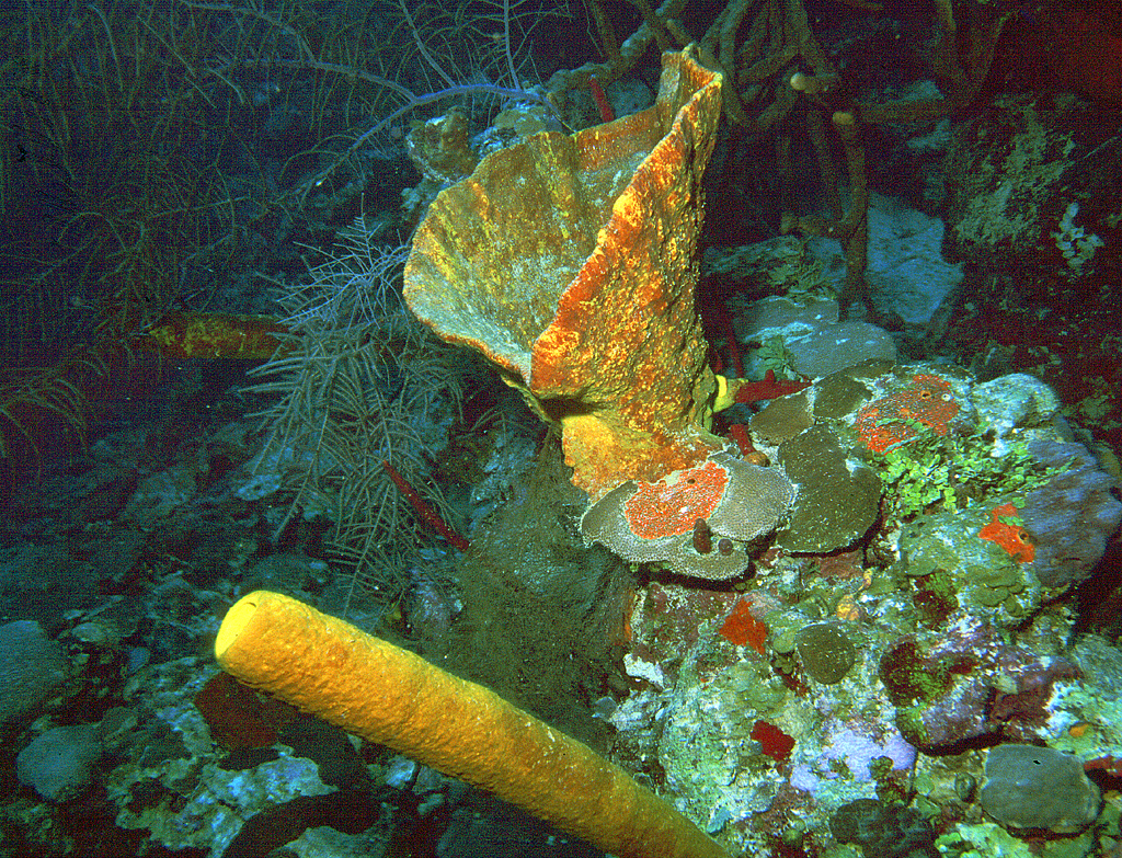 sponge4